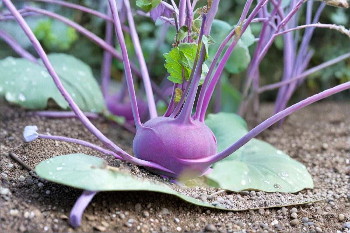Kohlrabi Seeds - 150 Count - Purple Vienna Heirloom - Brassica oleracea var. gongylodes - Fast-Growing Cool-Season Vegetable