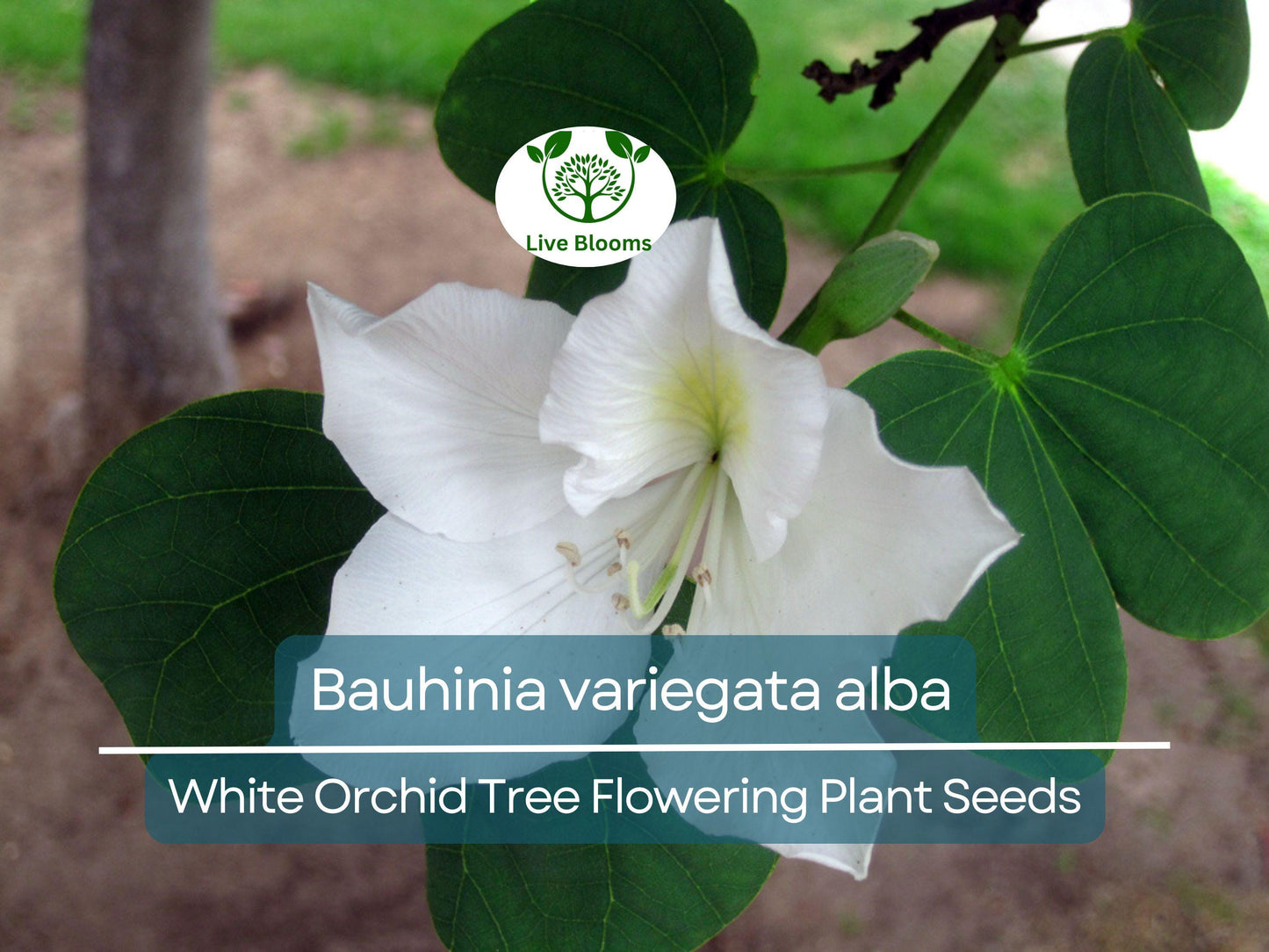 10 Seeds Bauhinia Alba White Orchid Tree | Ornamental Flowering Plant for Warm Climates