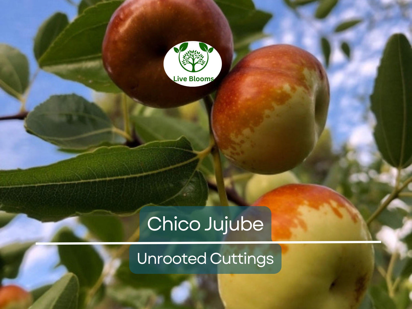 3 Chico Jujube Scion Cuttings 6-8" for Grafting - Ziziphus jujuba Sweet Fruit Tree