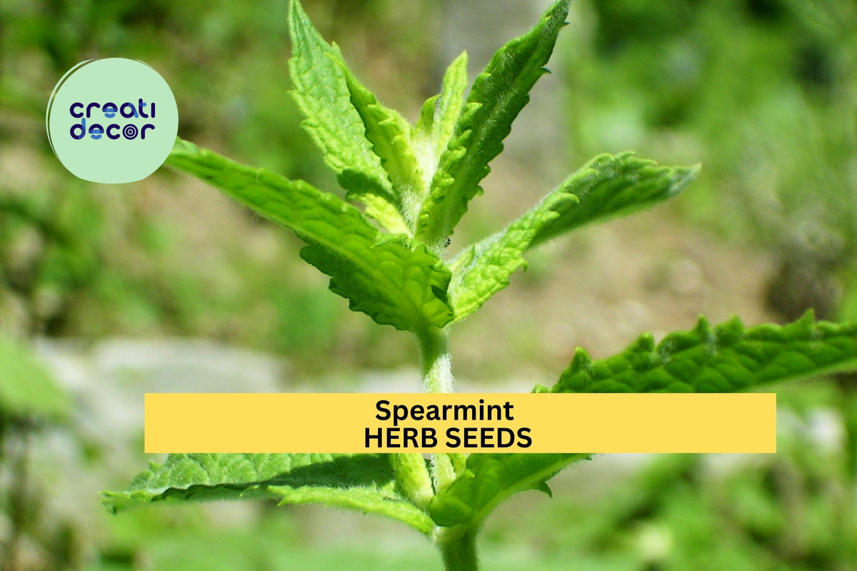 Spearmint Herb Seeds 3pcs - Mentha spicata - Fragrant Culinary Mint for Garden & Tea - Easy to Grow, Bright Green Leaves