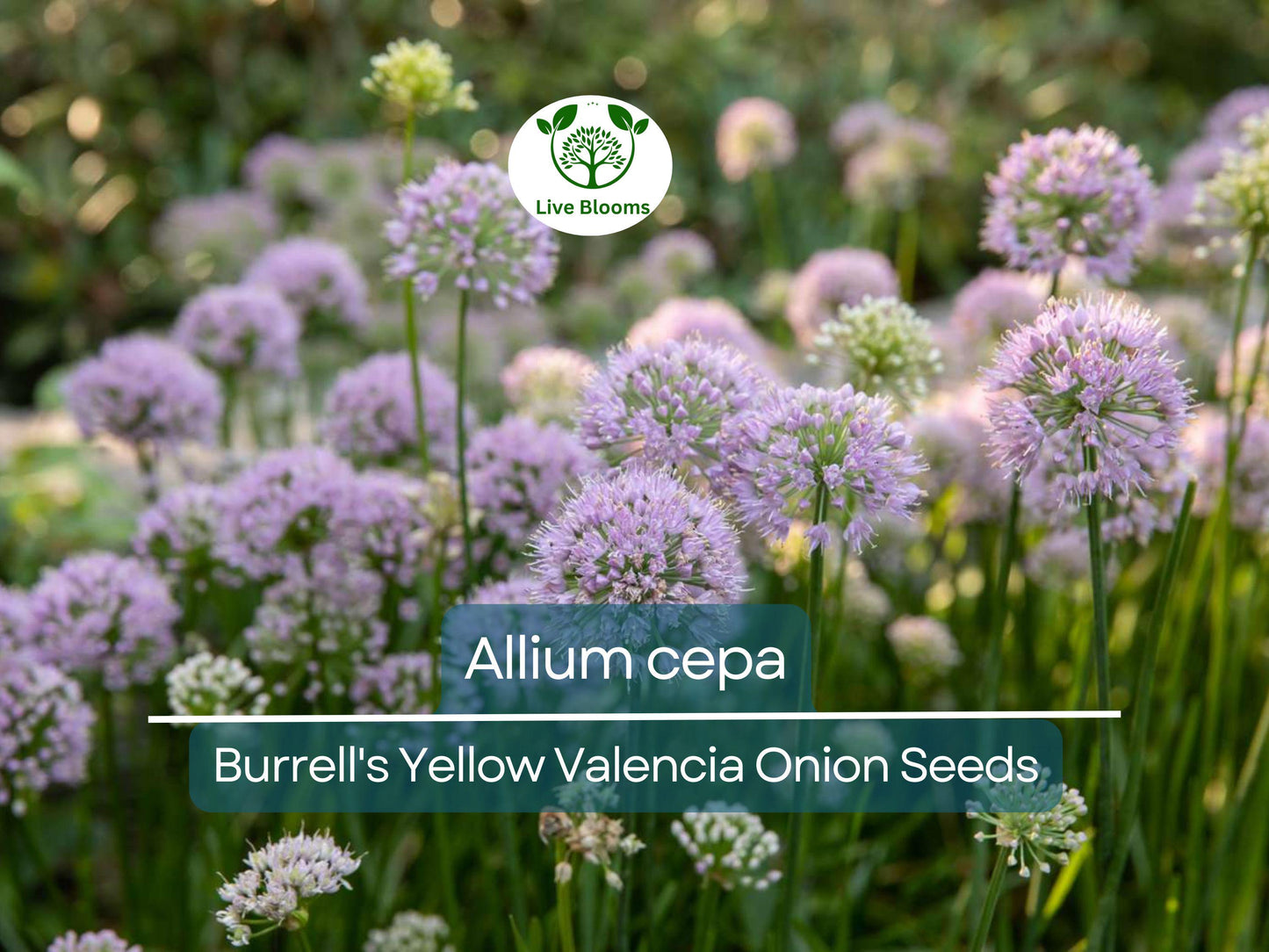 250 mg Burrell's Yellow Valencia Onion Seeds - Heirloom Allium cepa for Home Gardens & Farms