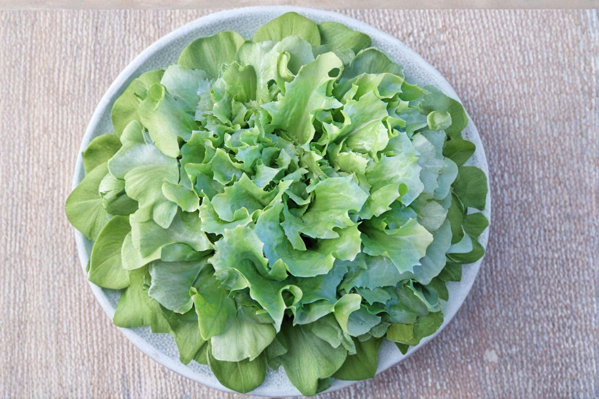 Endive Seeds - 850 Heirloom Broadleaf Batavian - Cichorium endivia - Mildly Bitter Flavor for Fresh Salads & Cooking