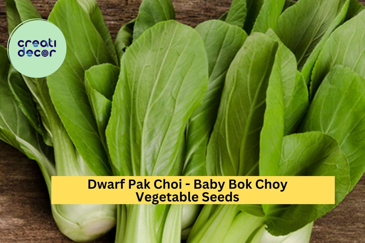 Baby Bok Choy Seeds 3pcs 500mg Dwarf Pak Choi Brassica rapa subsp. chinensis for Container Gardening & Asian Dishes