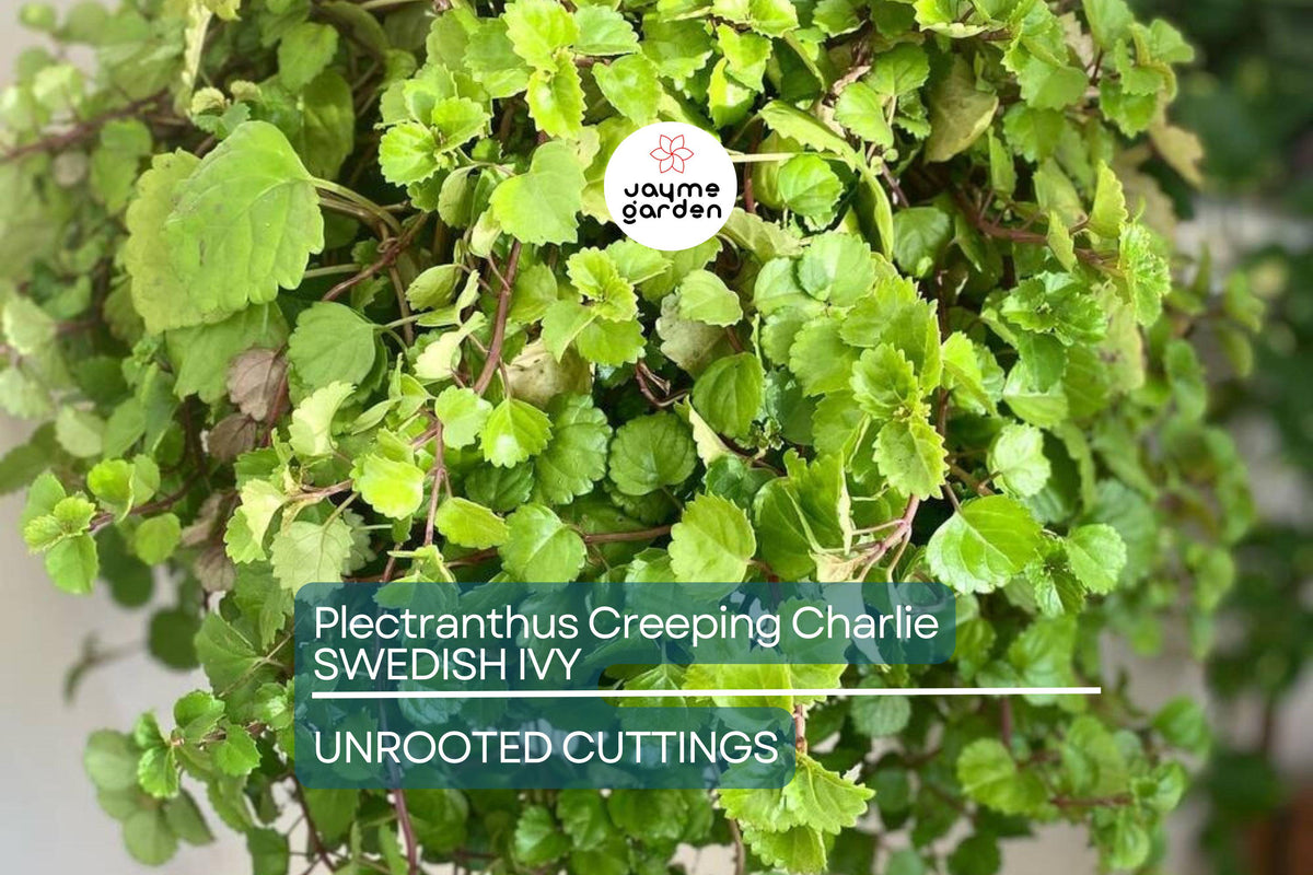 4 Swedish Ivy Cuttings - Creeping Charlie Plectranthus australis - Easy Care Trailing Houseplants, 5" Cuttings for Hanging Baskets