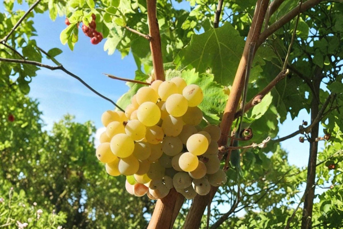 Hebén Grape Live Plant 1-2 FT Spanish Wine Vine Vitis vinifera Deciduous Climbing Fruit Plant for Garden Trellis