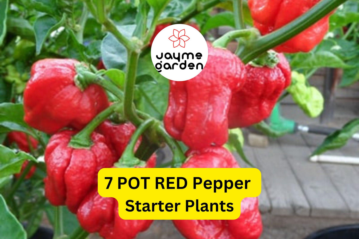 3 Starter Plants 7 Pot Red Pepper - Super Hot Chili (Capsicum chinense) - Extreme Heat for Spicy Recipes & Container Growing