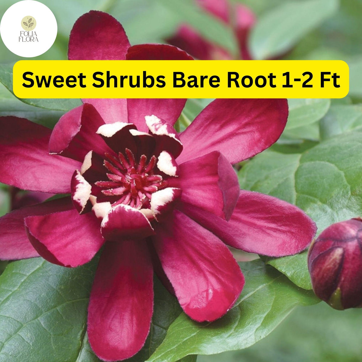 2 Bare Root Sweet Shrubs, Fragrant Red-Brown Flowers, Calycanthus floridus - Live Flowering Shrubs for Garden, Pollinator Friendly