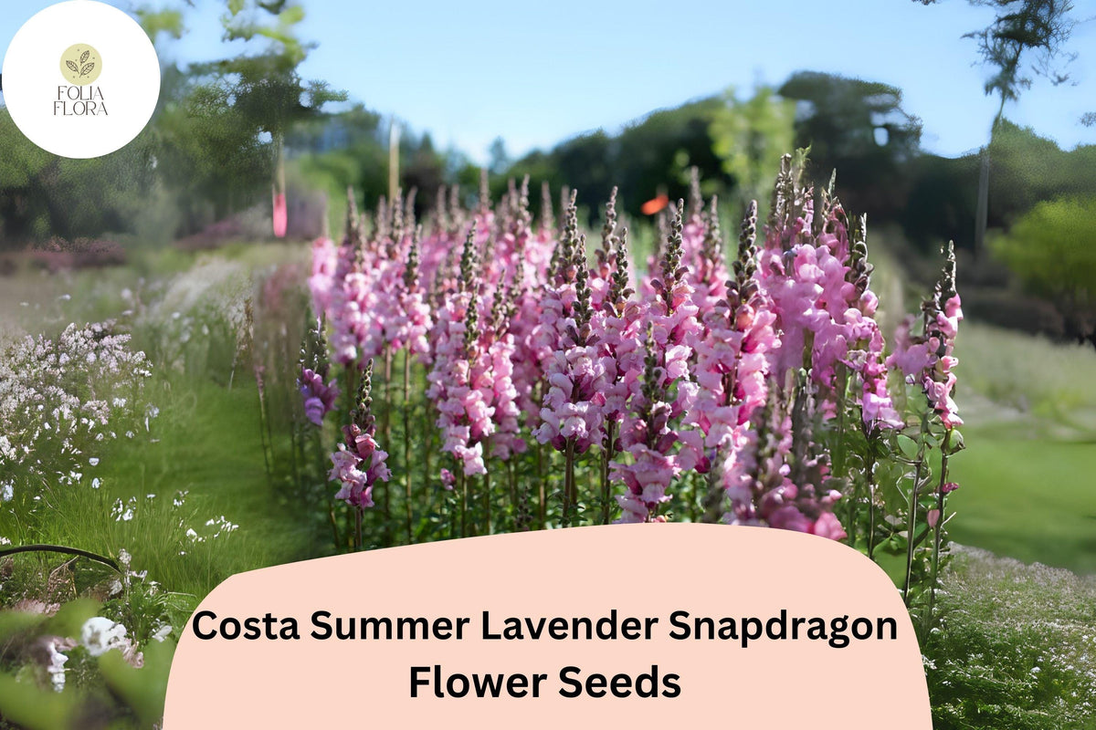 Costa Summer Lavender III Snapdragon Seeds - 1000+ Soft Lavender Blooms for Garden & Cut Flowers