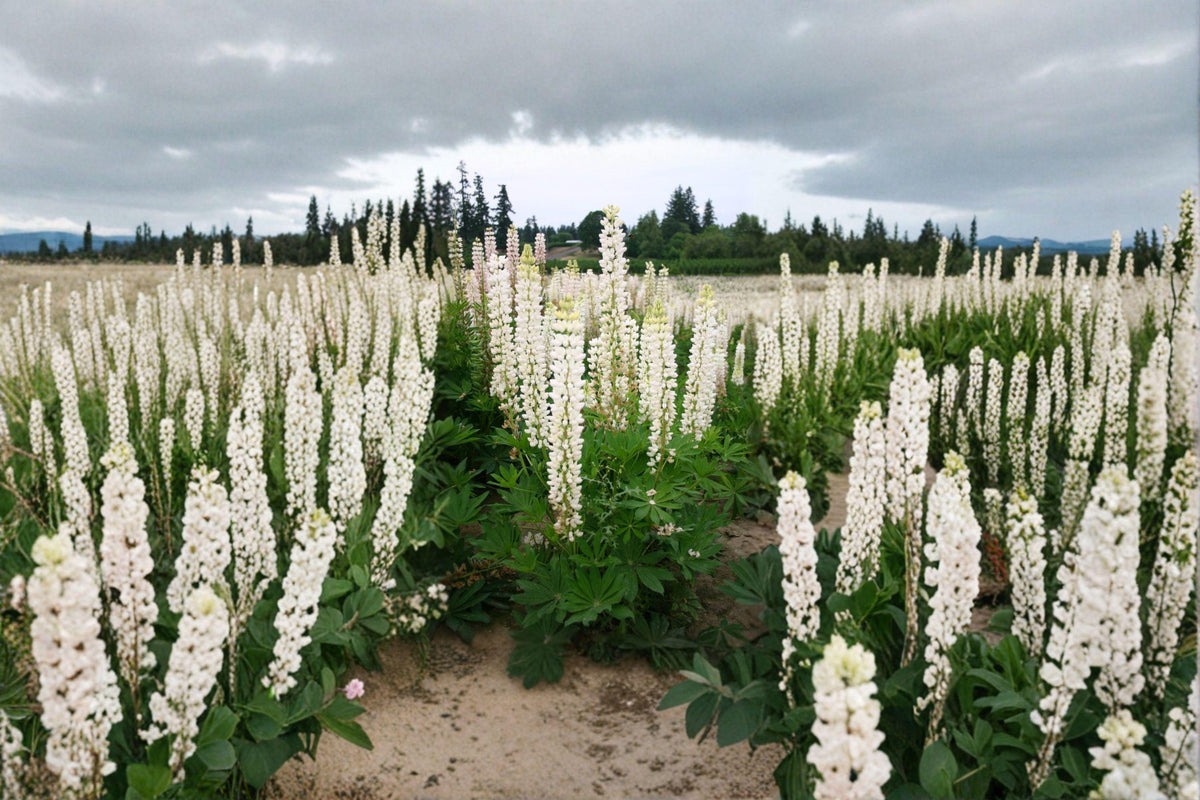 Lupine Seeds - 20 Count Russell White - Hardy Perennial Flowering Plant - Lupinus polyphyllus - Pollinator Friendly