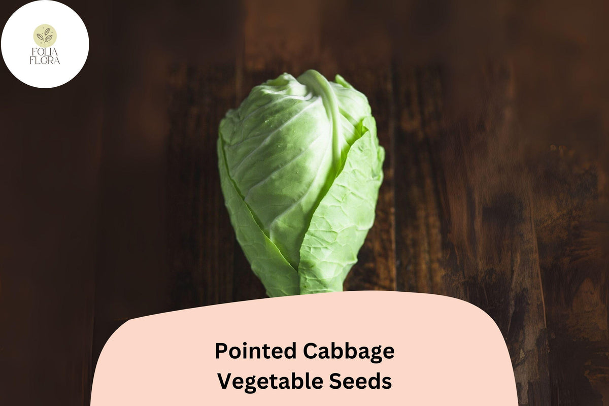 500+ Pointed Cabbage Seeds | Brassica oleracea | Heirloom Conehead Cabbage for Garden Planting, Sweet Tender Flavor