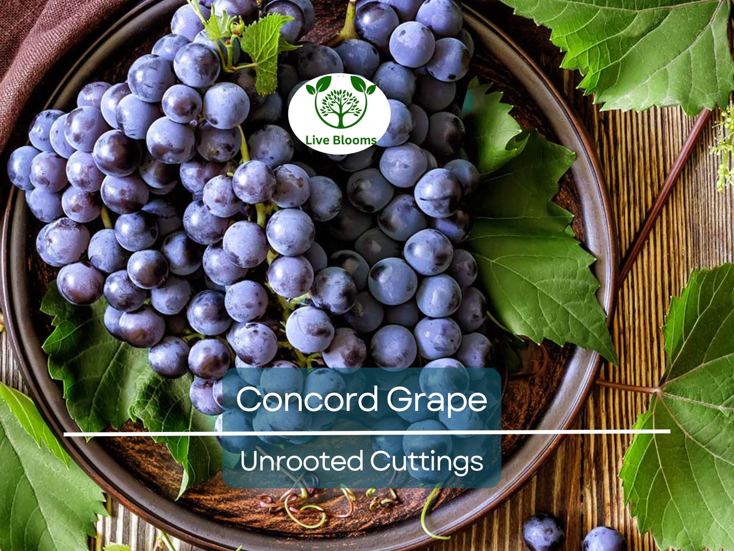 12 Organic Unrooted Concord Grape Cuttings 6-8" for DIY Vineyards & Home Gardens