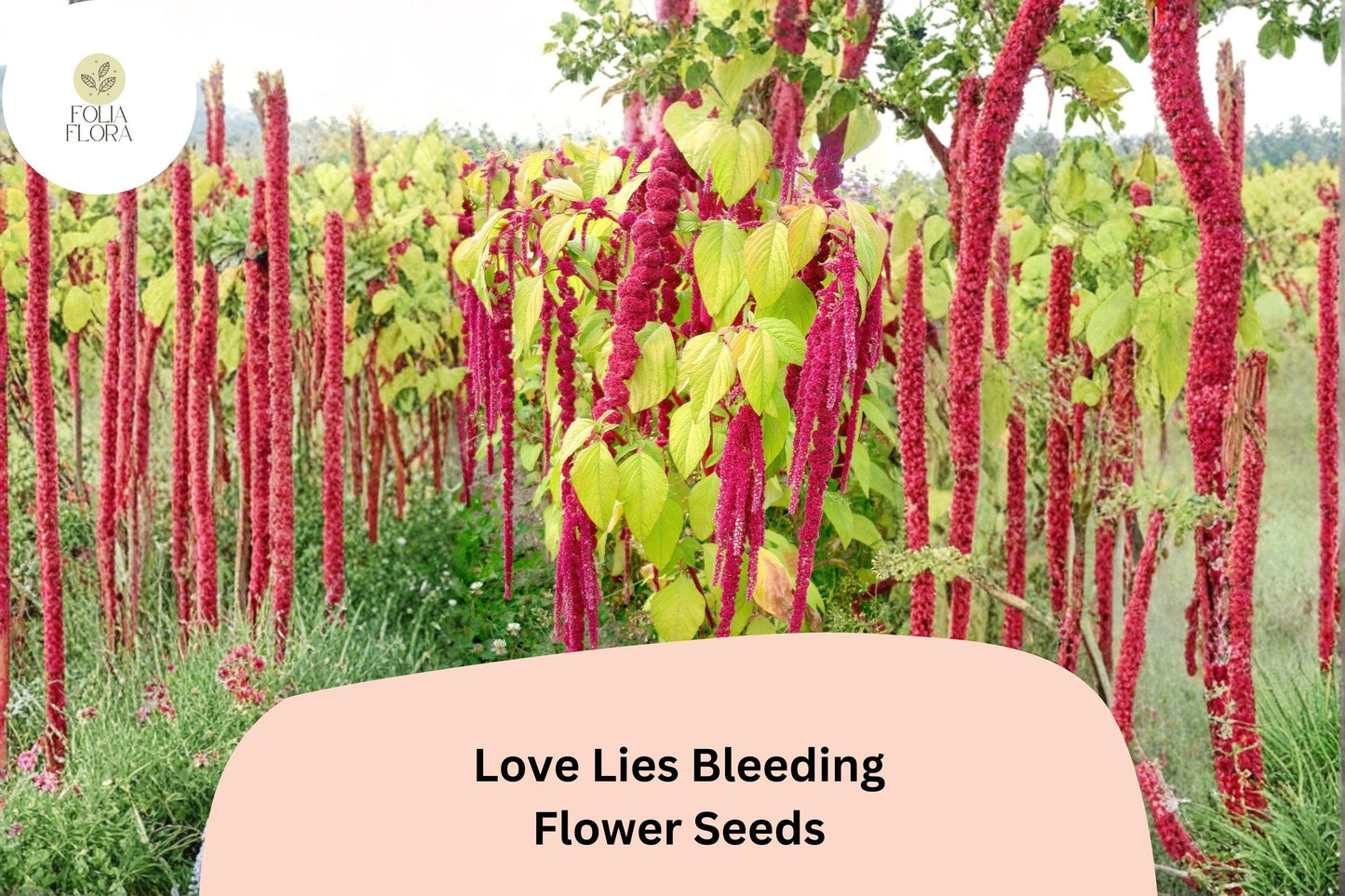 Love Lies Bleeding Seeds – 100 Amaranthus caudatus for Ornamental Red Trailing Flowers