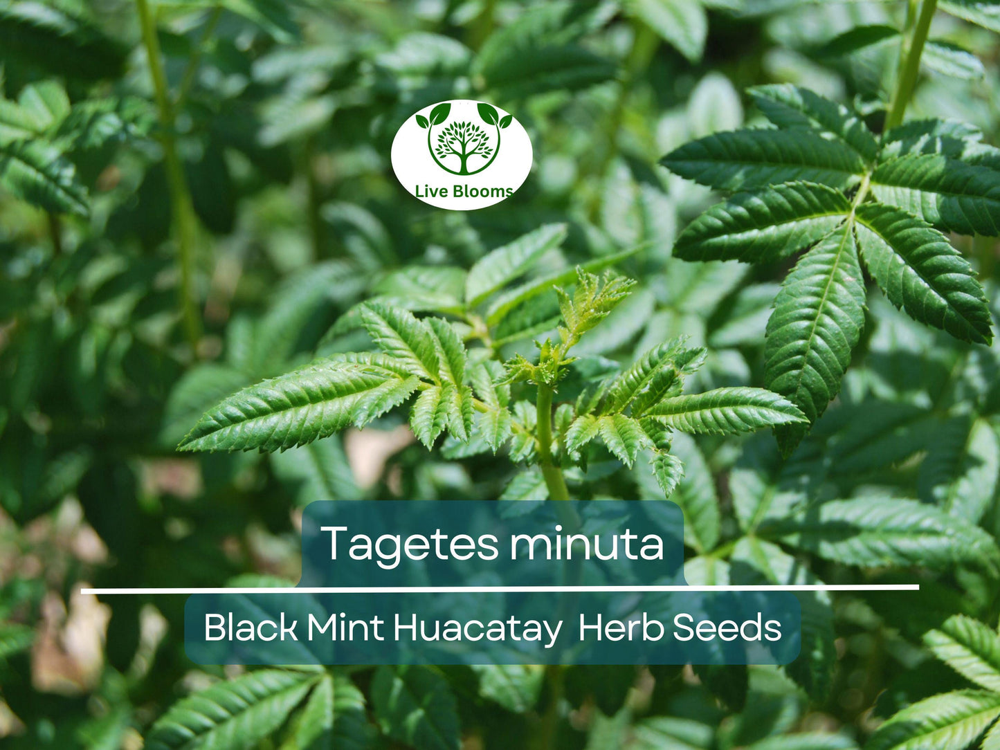 100 Black Mint Huacatay Seeds - Peruvian Aromatic Herb Tagetes minuta for Cooking, Easy to Grow