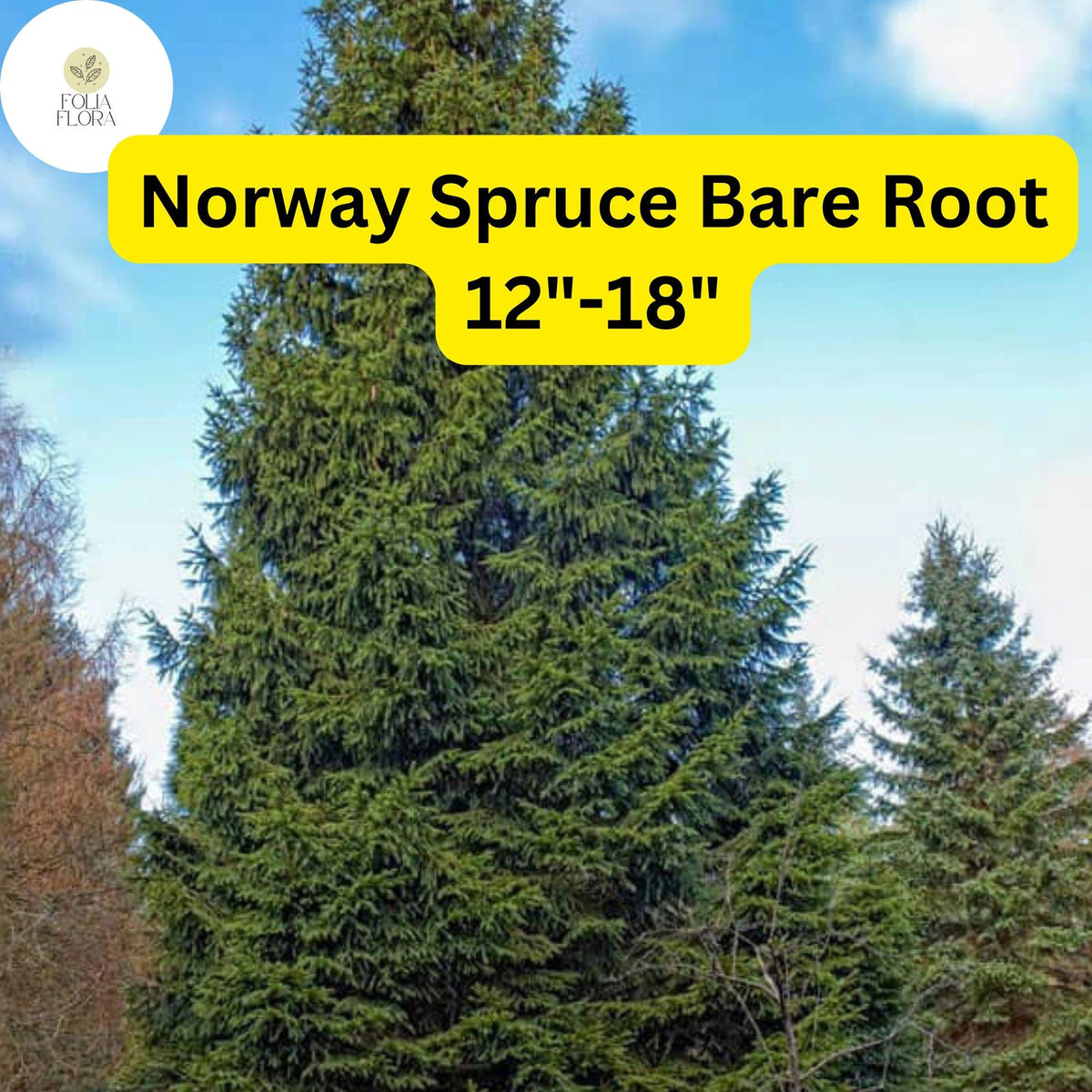 Live Norway Spruce Tree, 12"-18" Bare Root Plant, Hardy Evergreen for Privacy & Landscaping, Picea abies
