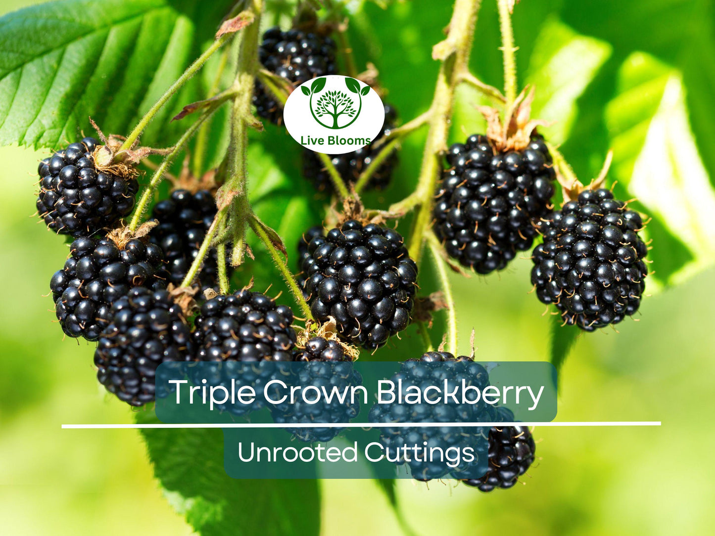 15 Triple Crown Blackberry Scion Cuttings 8-10" for Rooting or Grafting - Heirloom Sweet Blackberry Bush