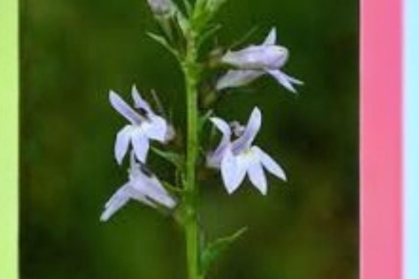 Lobelia inflata Seeds – Native Annual Wildflower for Gardens, Meadows & Pollinator Support, 500 Seeds