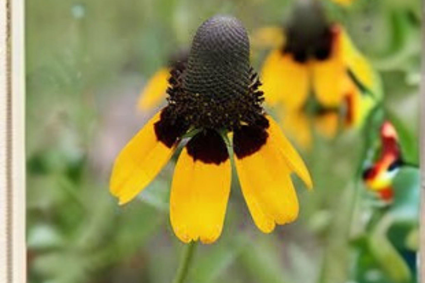 Dracopis amplexicaulis Clasping Coneflower Seeds – Native Wildflower for Pollinator Gardens & Meadows, Bright Yellow Flowers, 100 Seeds