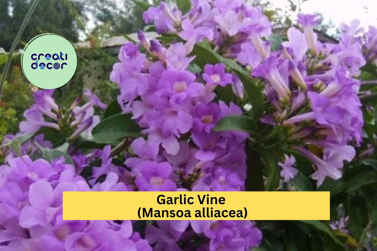 Garlic Vine Plant - Live Semi-Tropical Climber with Purple Trumpet Flowers - Mansoa alliacea - Ideal for Trellises & Arbors