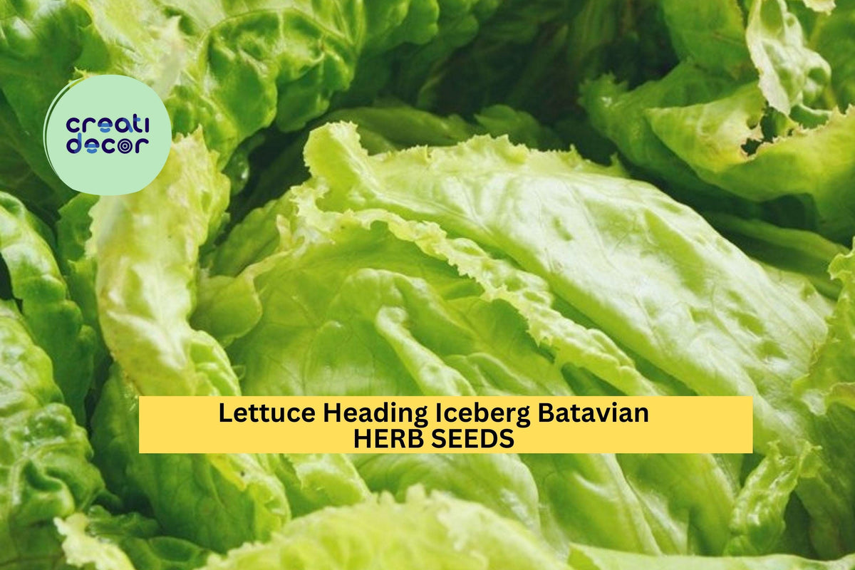 Iceberg Batavian Lettuce Seeds - 3pcs 1g Crisp Head Lettuce for Salads, Lactuca sativa, Cool-Season Garden Planting