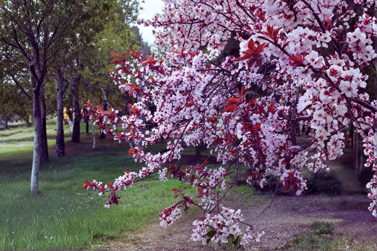 Purple Leaf Plum Tree 1 Live Tree 2 ft Tall Ornamental Prunus × cistena with Deep Purple Foliage & Pink Blossoms