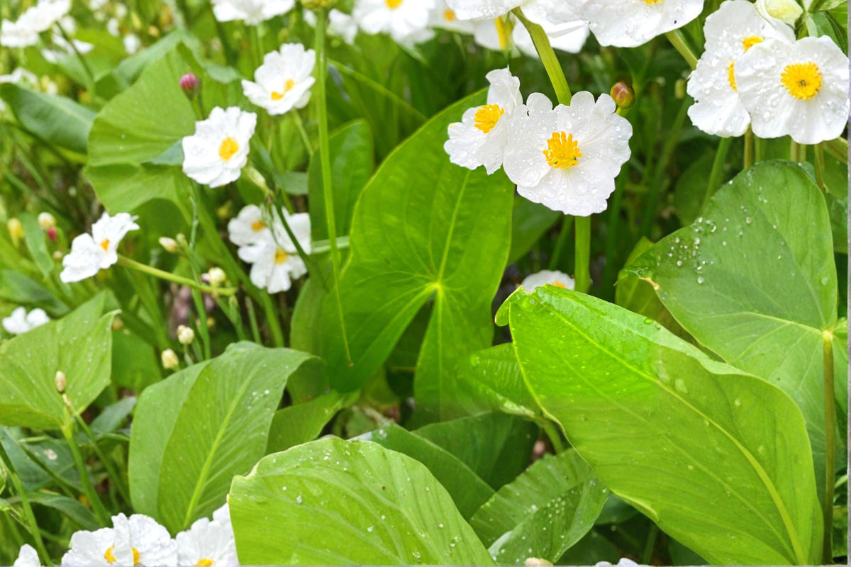 Common Arrowhead Seeds - 500 Aquatic Perennial - Sagittaria Latifolia - Native Wetland Plant for Ponds & Pollinators