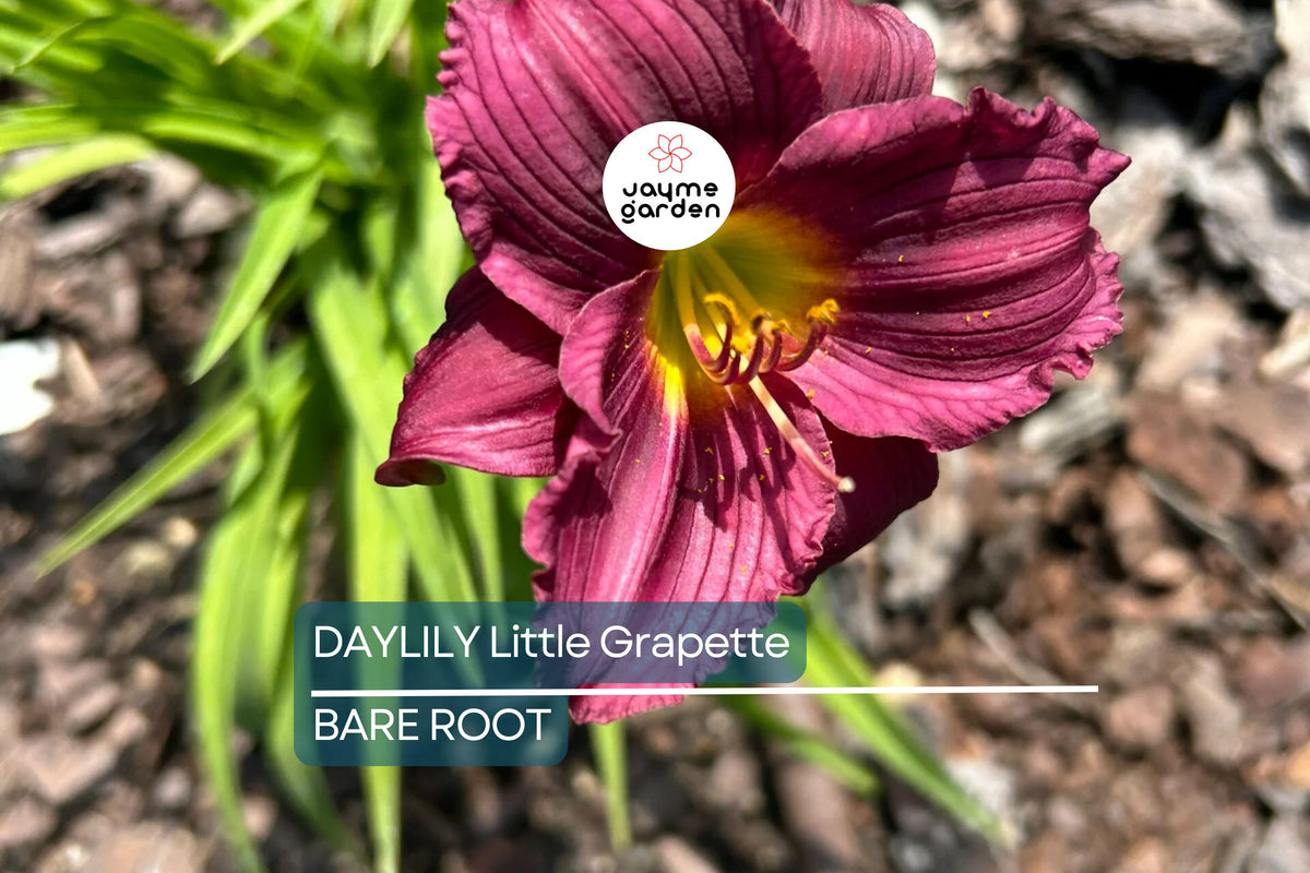 Little Grapette Daylily | Live Bare Root Plant | Purple Blooms | Hemerocallis ‘Little Grapette’ | Compact & Hardy Perennial
