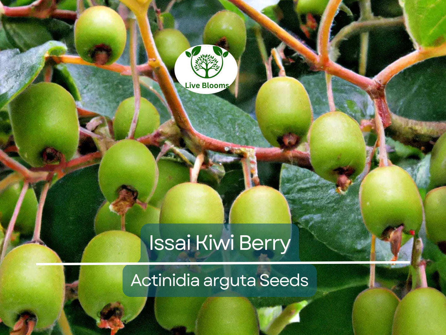 30 Issai Kiwi Berry Seeds | Fast-Growing Hardy Kiwiberry Vine | Self-Pollinating Arctic Grape Seeds