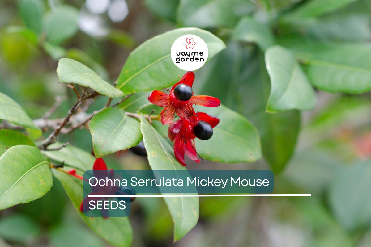 35 Ochna Serrulata Seeds - Mickey Mouse Plant - Yellow Flowers, Fragrant, Tropical Garden, Bonsai - Hardy Zones 9-11