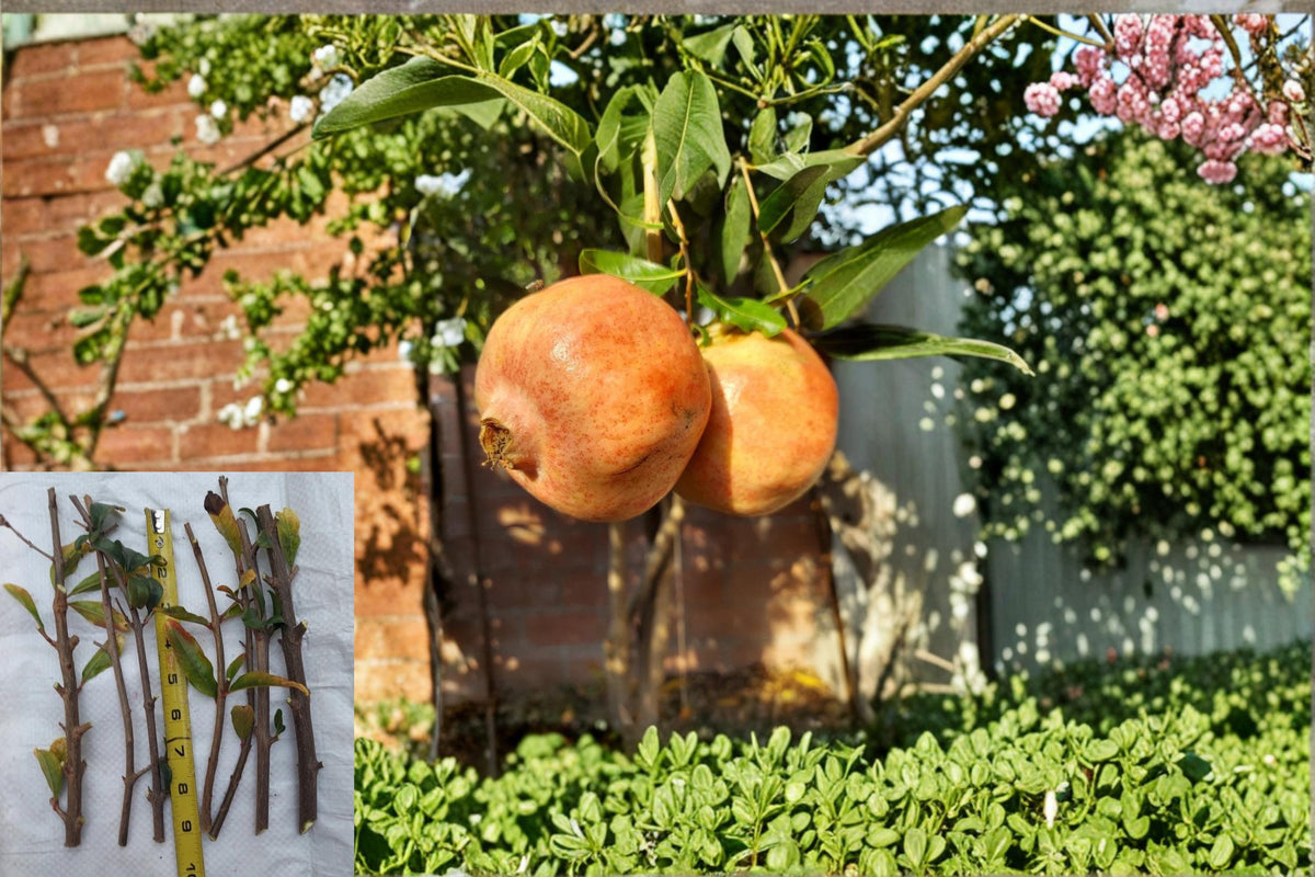 White Pomegranate Cuttings 10 Pack 8-10" (Punica granatum) Deciduous Fruit Tree for Propagation and Home Gardens