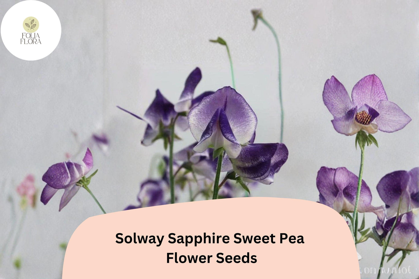 50+ Solway Sapphire Semi-Dwarf Sweet Pea Seeds | Deep Blue-Purple Climbing Annual