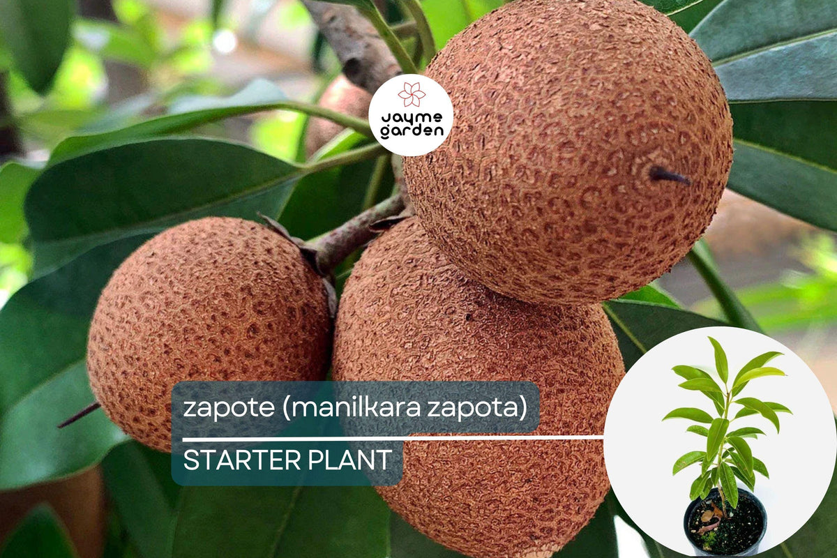 Grafted Sapodilla Tree 12"-24" - Early Fruiting Sweet Zapote (Manilkara zapota) - Tropical Live Fruit Plant for Gardens
