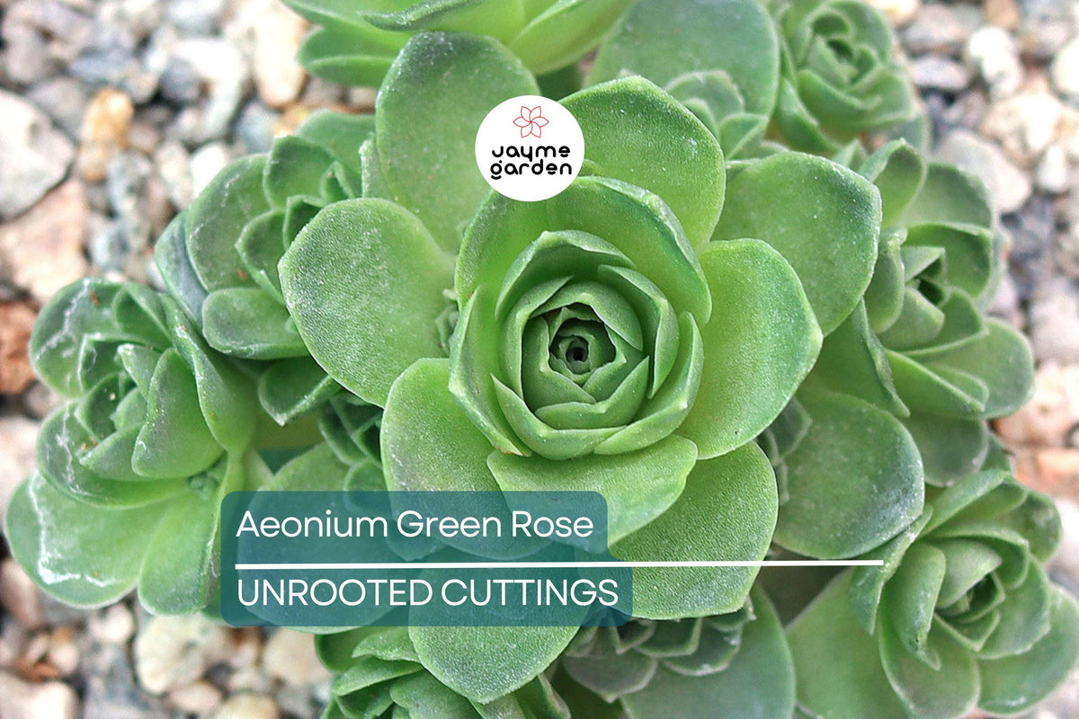 Aeonium Green Rose Cutting | 3" Unrooted Succulent | Easy to Grow Propagation Plant | Aeonium spp. | Sun Loving Green Rosette