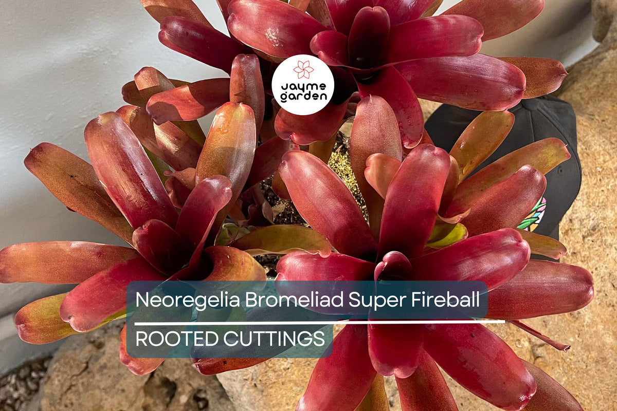 6" Neoregelia Bromeliad Super Fireball Cutting - Red Serrate Foliage, Pet Friendly, Neoregelia spp., Indoor/Outdoor Plant