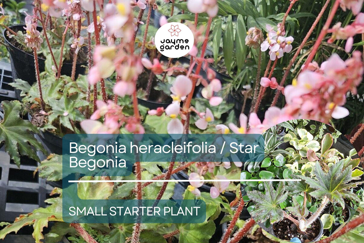 Star Begonia Starter Plant - Begonia heracleifolia - Unique Green Foliage for Indoor Decor, Terrariums & Tropical Gardens