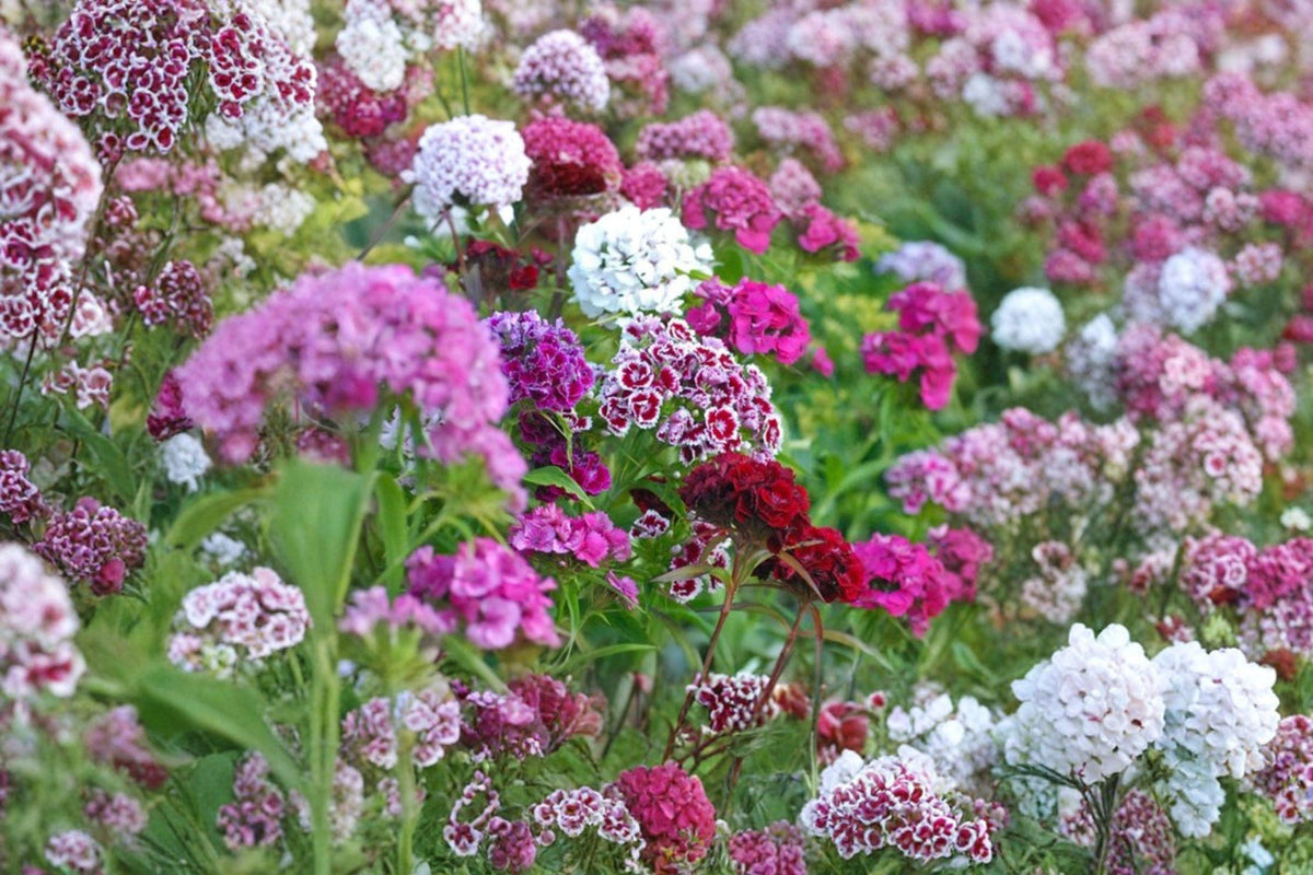Sweet William Seeds | 100 Pack | Fragrant Cottage Garden Flower | Dianthus barbatus | Biennial Blooms in Red, Pink, White