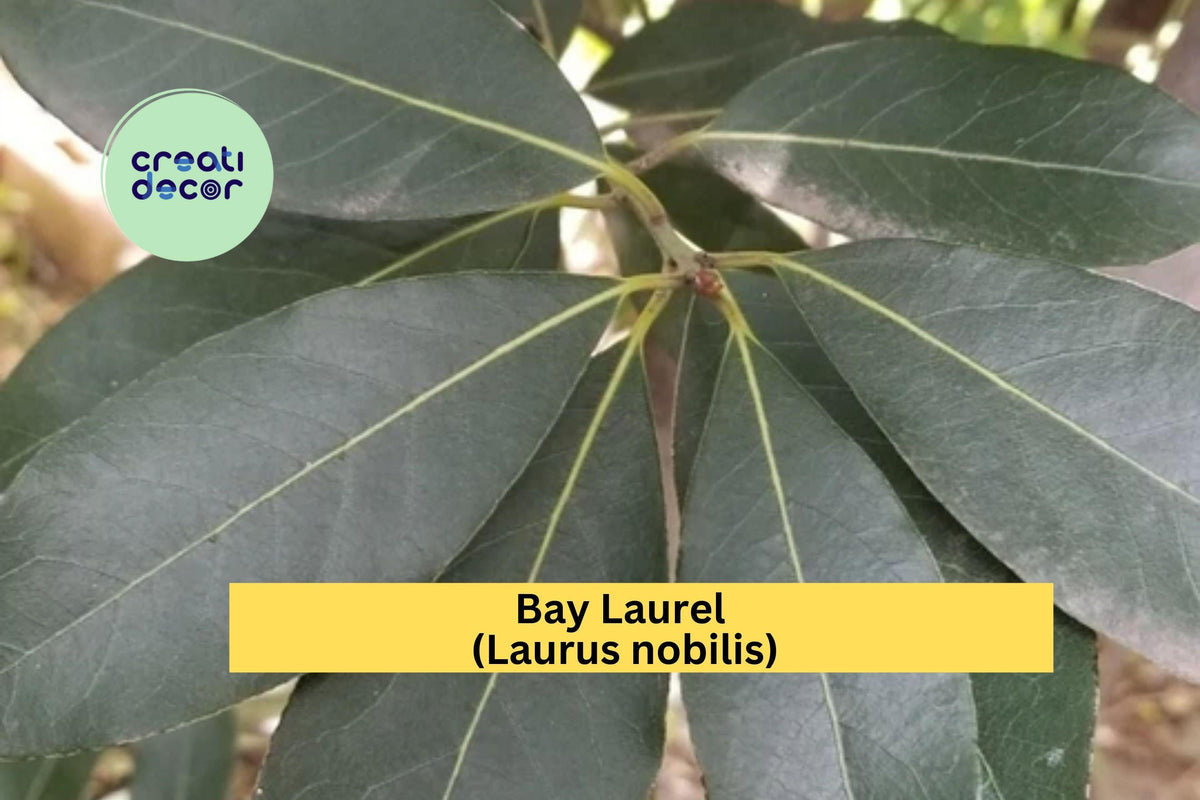Bay Laurel Tree Cuttings - 5 Live Stem Cuttings for Indoor and Outdoor Culinary Herb Growing