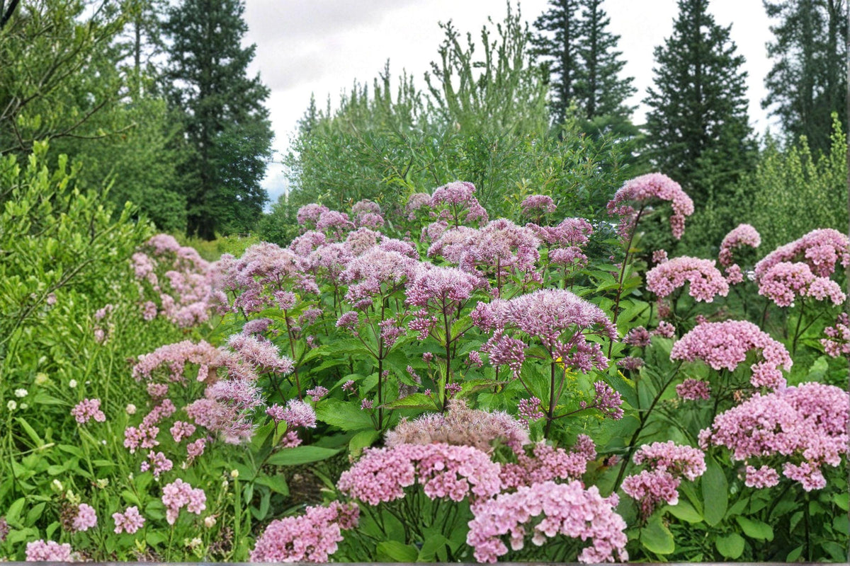 Hollow Joe Pye Weed Seeds - 100 Count - Eutrochium fistulosum - Purple Thoroughwort for Pollinator Gardens and Wildlife Habitats