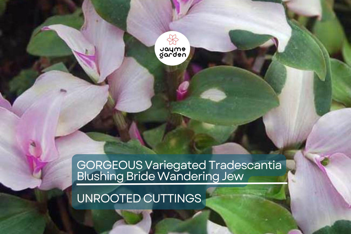 3 Variegated Tradescantia Cuttings | Blushing Bride | Colorful Foliage | Easy to Grow | Tradescantia spp.