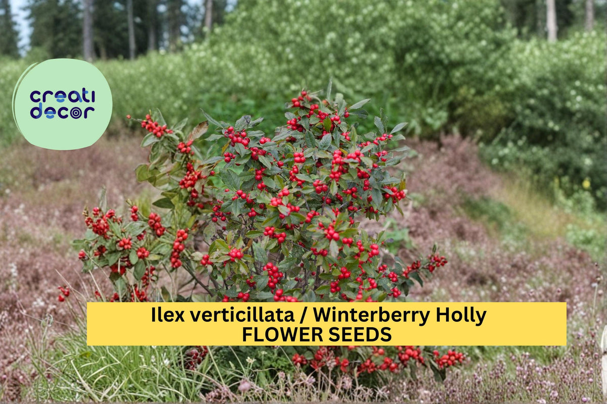 Ilex rotunda Seeds - Kurogane Holly 25 Count - Evergreen Round Leaf Shrub for Landscape and Garden Design