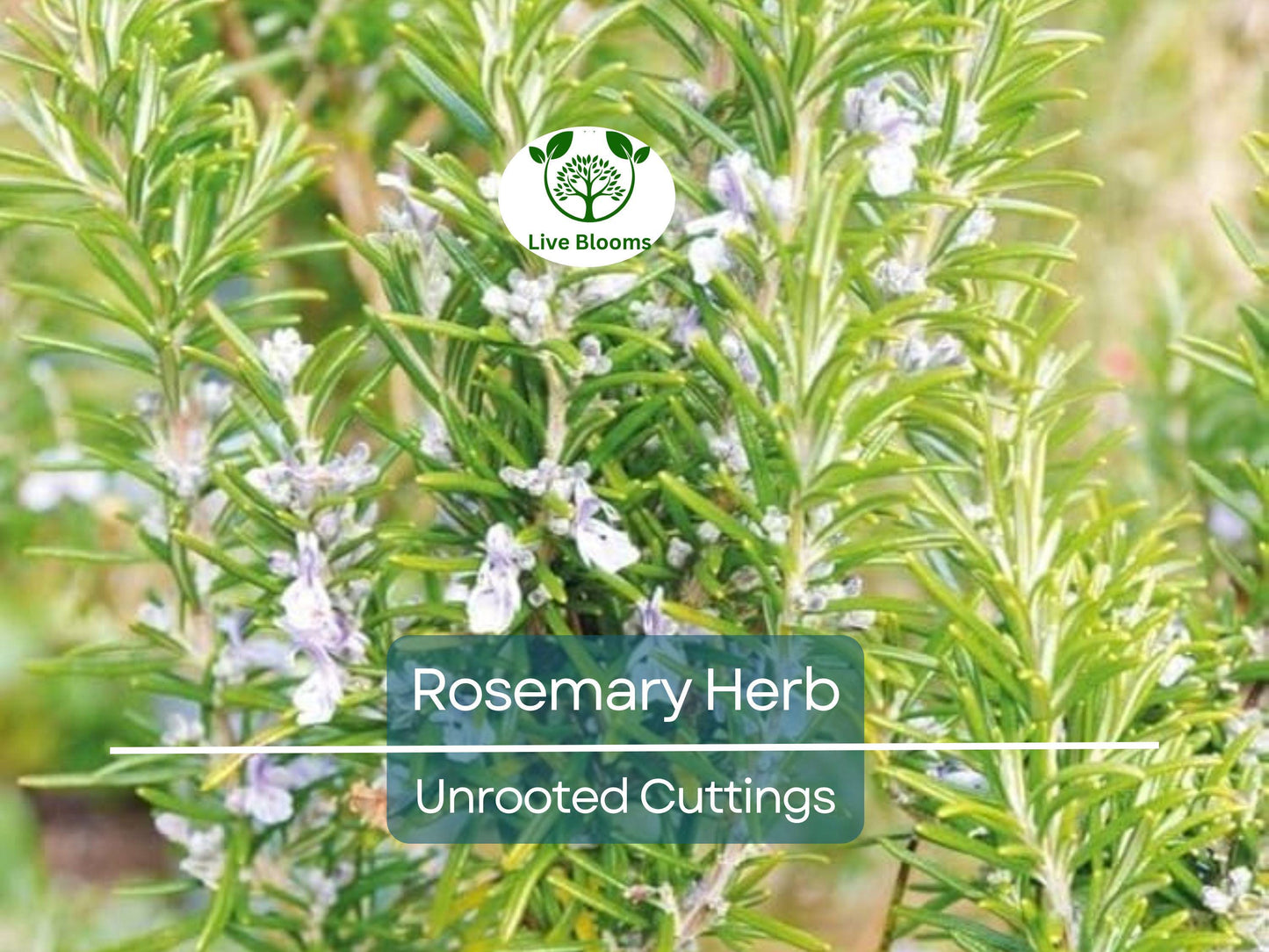 9 Organic Rosemary Herb Cuttings, Rosmarinus Officinalis, 10" Unrooted Culinary Herb for Easy Propagation