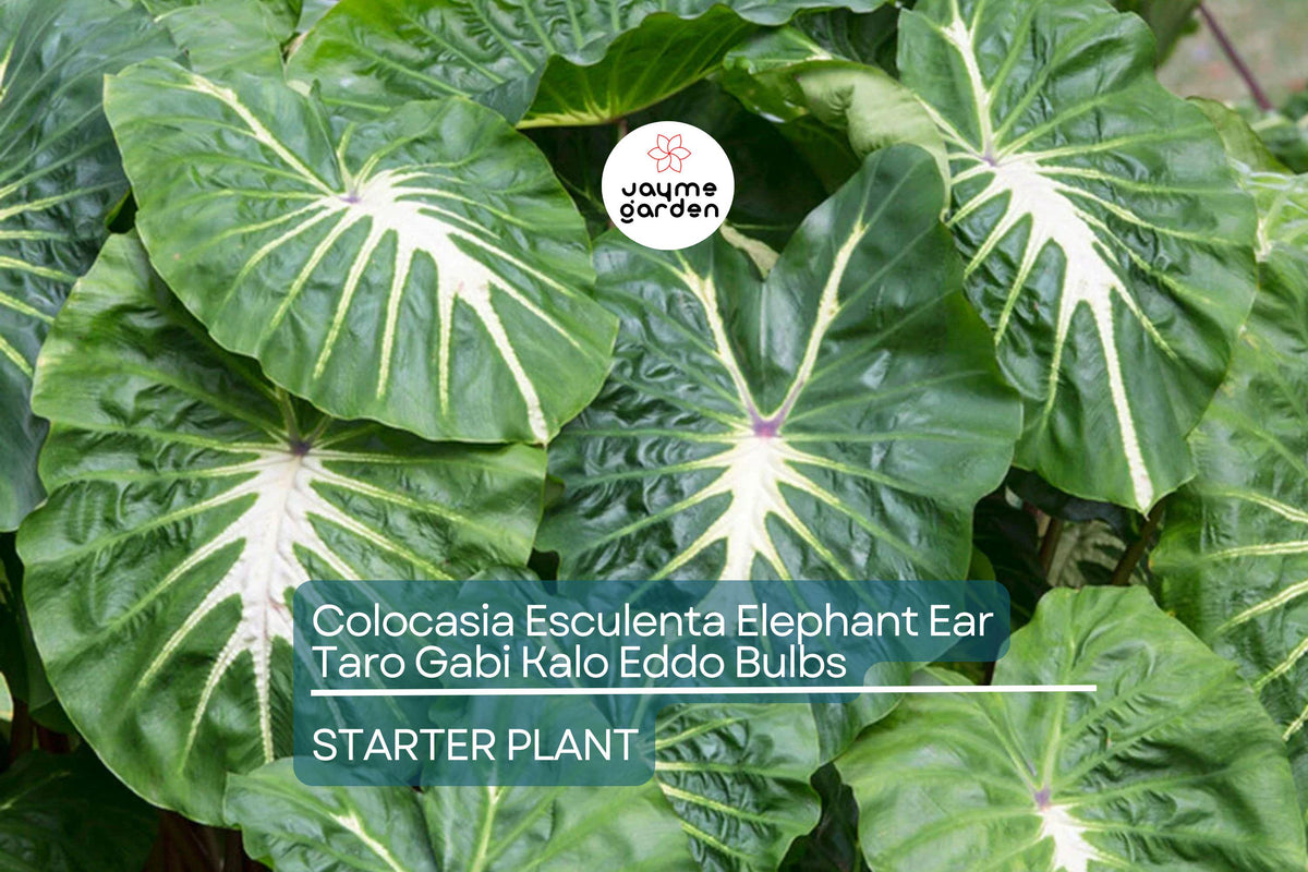 15 Colocasia Esculenta Bulbs - Elephant Ear Taro, Gabi, Kalo - Tropical Garden Plants for Lush Foliage - Ready to Grow