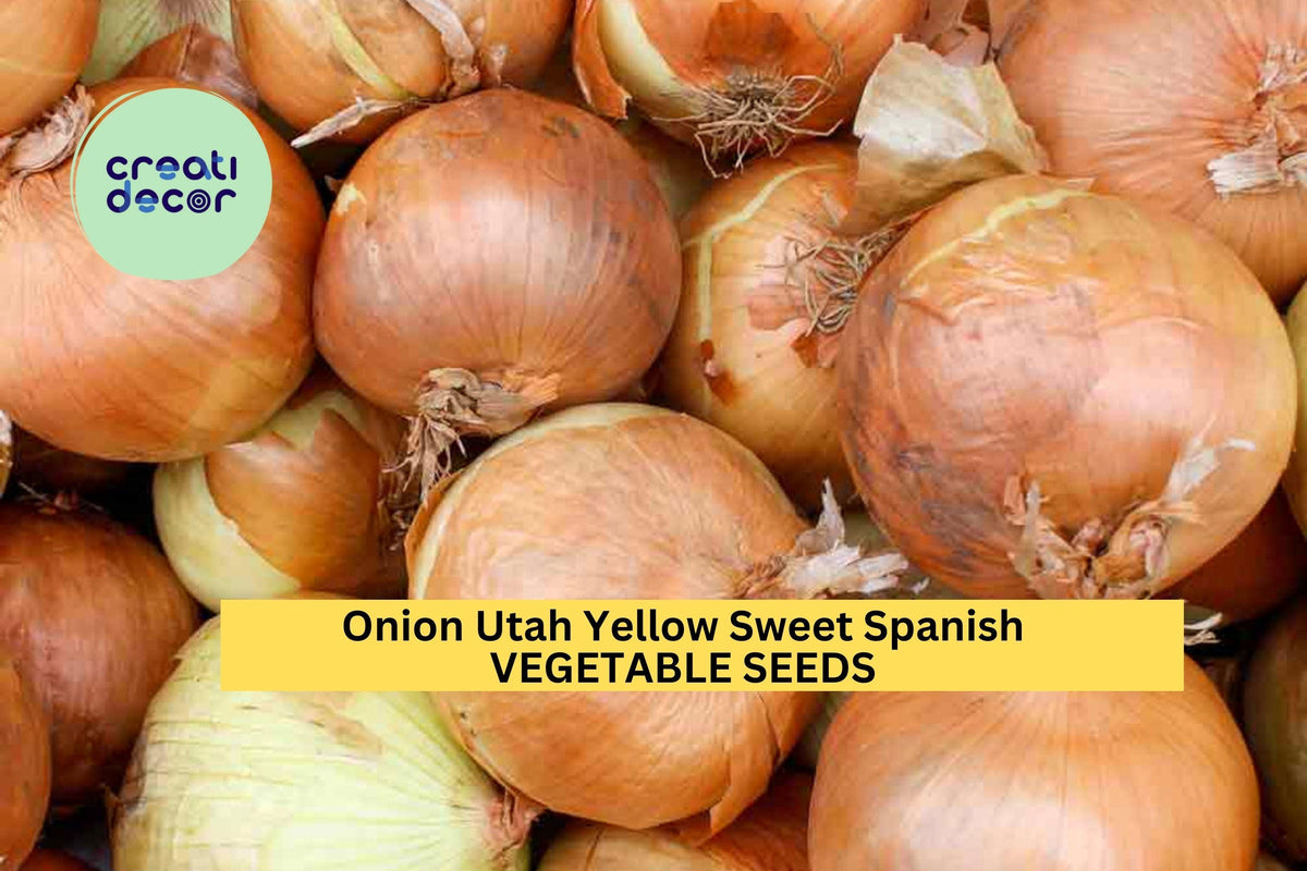 Utah Yellow Sweet Spanish Onion Seeds - 3pcs 250mg - Allium cepa - Mild Flavor, Golden Bulbs for Home Garden Planting