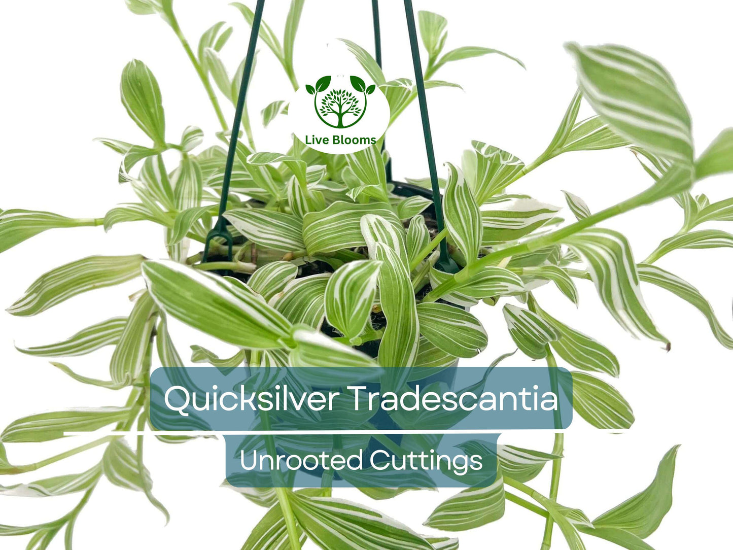 5 Tradescantia Albiflora 'Quicksilver' Variegated Wandering Jew Unrooted Cuttings - White & Green Foliage, Easy Propagation