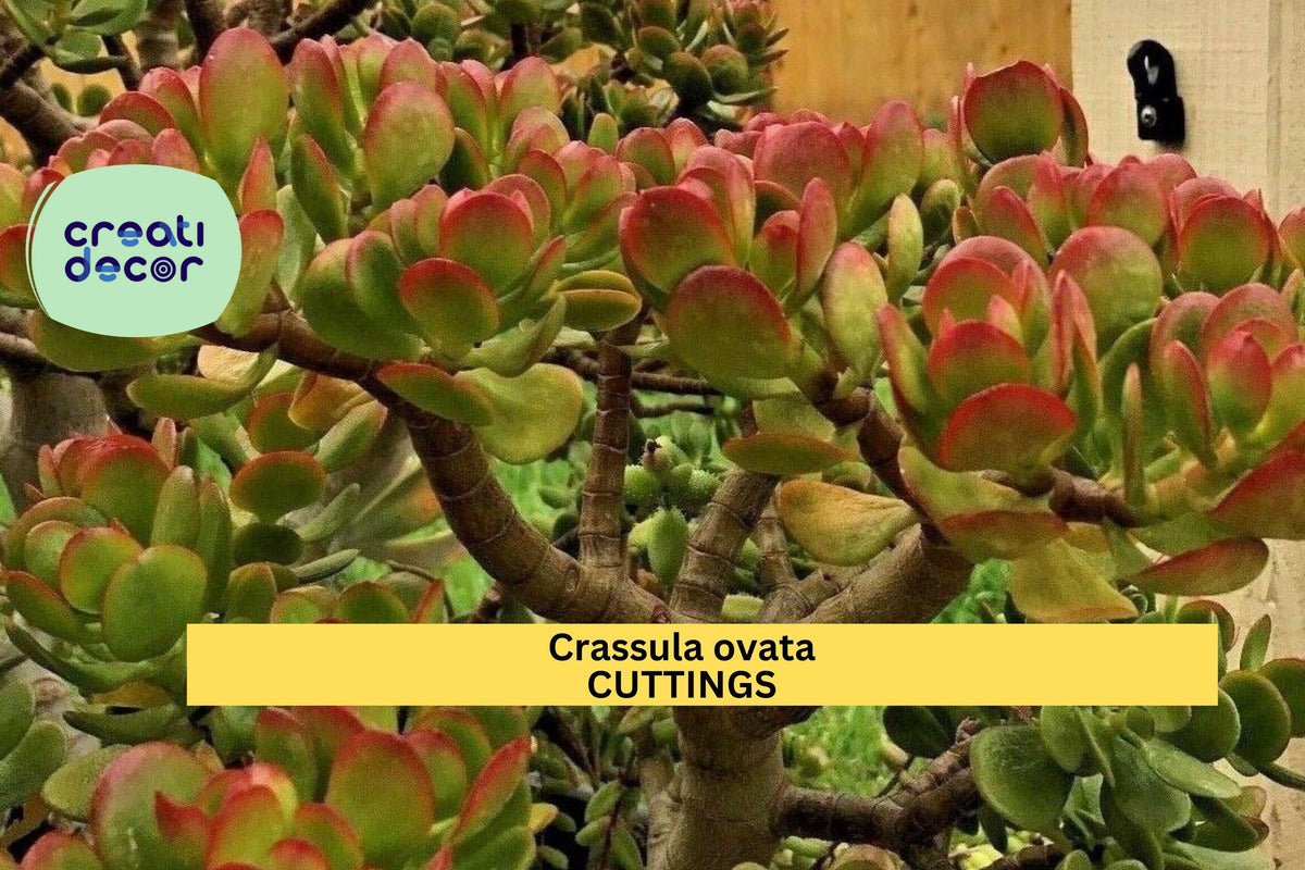 Jade Plant Cuttings 3-5” Unrooted Crassula ovata | Classic Green Succulent for Indoor Pots & Bonsai Arrangements