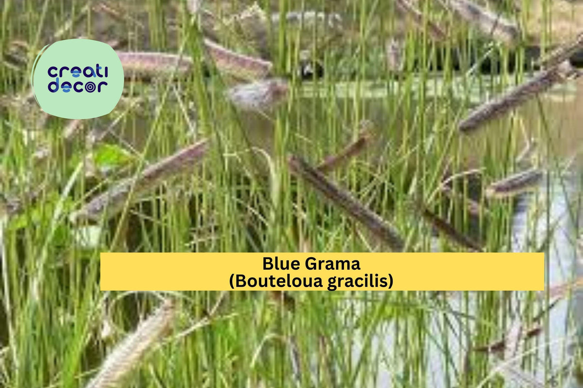 Blue Grama Grass Seeds (Bouteloua gracilis) – 100 Non-GMO Native Seeds for Drought-Tolerant Lawns & Pollinator Habitat