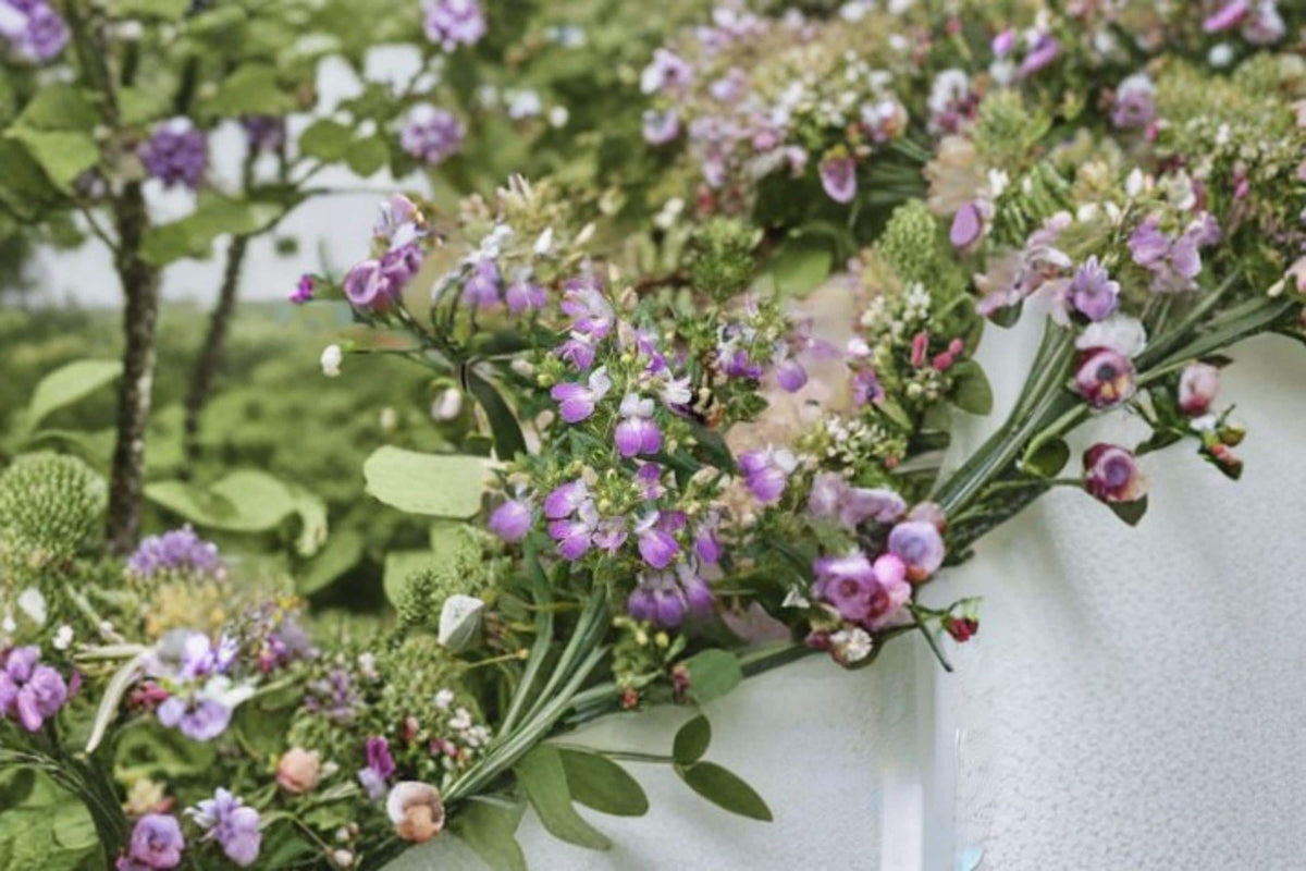 Chinese Houses Seeds | 100 Seeds | Purple & White Wildflower | Collinsia heterophylla | Pollinator-Friendly Annual