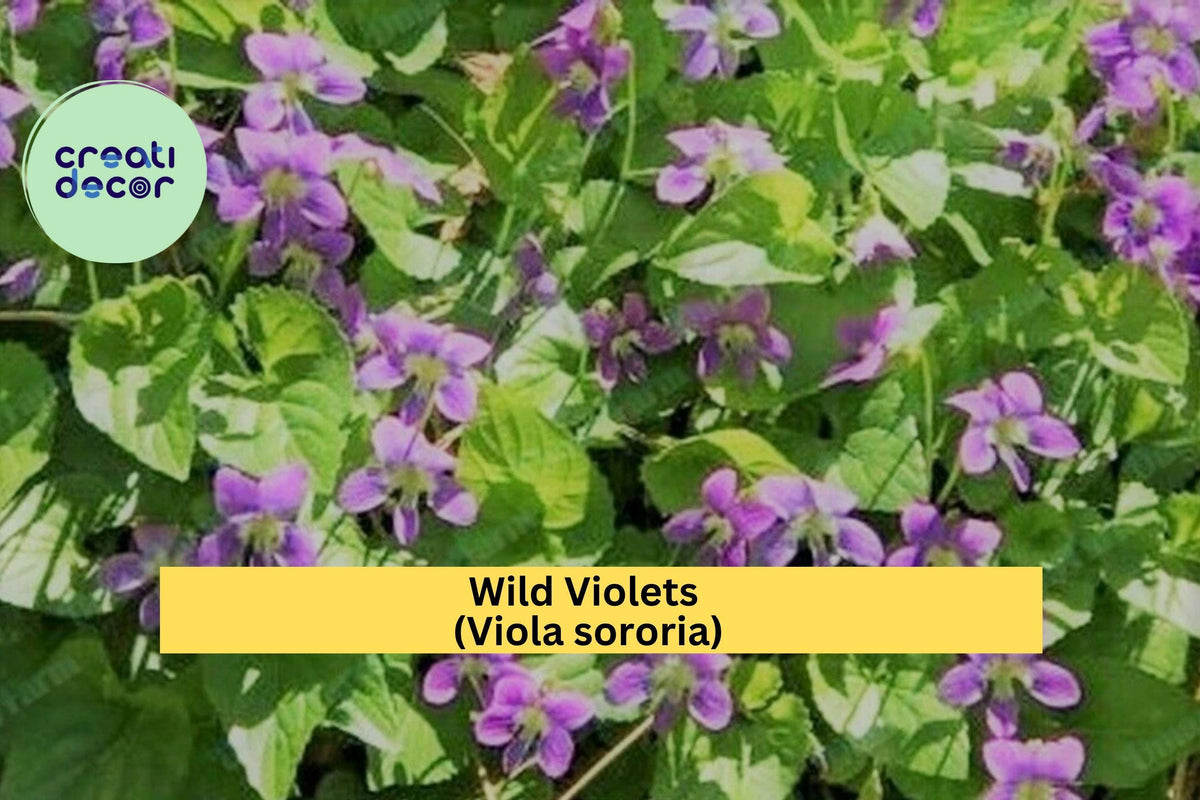 Wild Violet Flower Plants - 12 Bareroot Rhizomes - Purple Perennial Blooms - Viola sororia - Hardy Ground Cover for Woodland Gardens