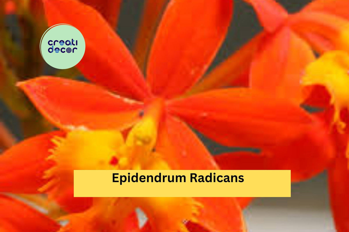 Epidendrum radicans Bare Root Orchid | Orange Reed Stem Orchid | Hardy Perennial Plant for Indoor/Outdoor Growth