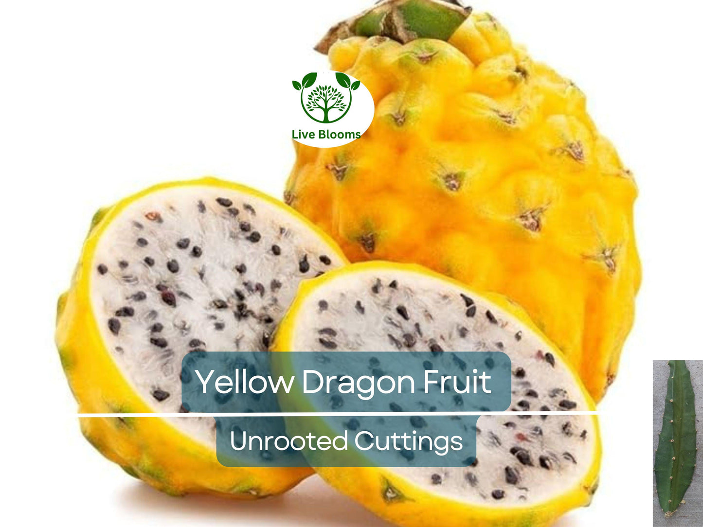 Yellow Dragon Fruit Palora Variety Cutting 3-4" for Rooting - Hylocereus megalanthus Tropical Plant