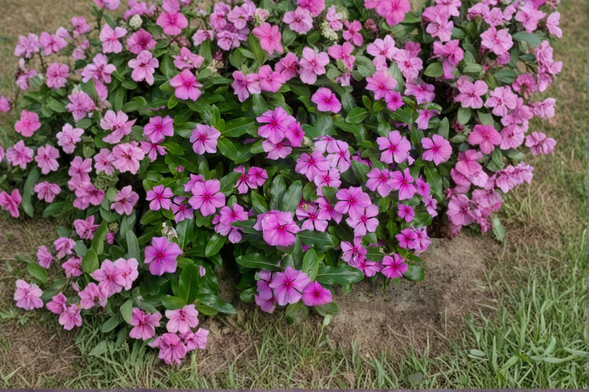 Madagascar Periwinkle Seeds | 100 Count | Catharanthus roseus | Heat & Drought-Tolerant Annual | Vibrant Rosy Blooms